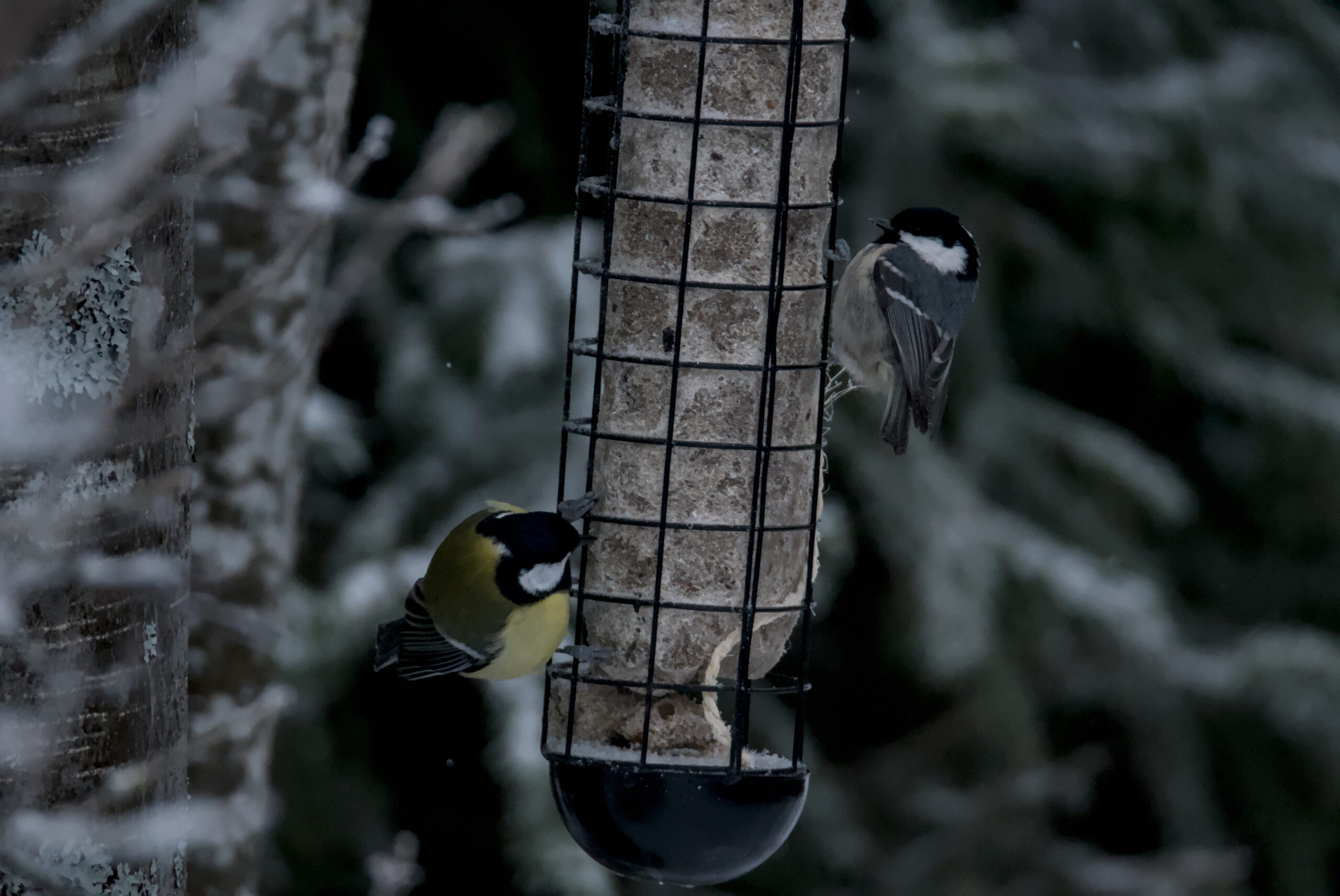 Talitiainen ja kuusitiainen talitangolla